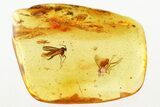 Fossil Mite and Dark-Winged Fungus Gnat In Baltic Amber #343432-1
